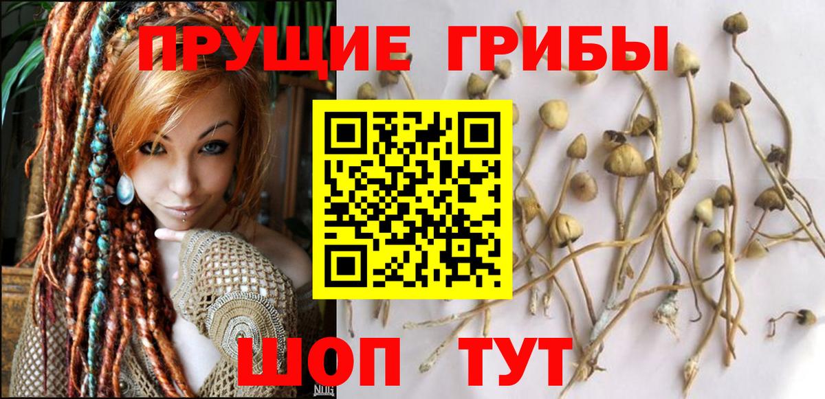 Псилоцибиновые грибы Psilocybe Усолье-Сибирское
